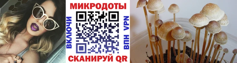 Галлюциногенные грибы Psilocybe Беломорск
